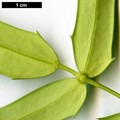 SpeciesSub: subsp. lomariifolia var. lomariifolia